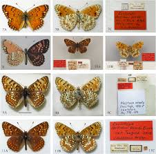 Attēlu rezultāti vaicājumam “Melitaea phoebe underside”