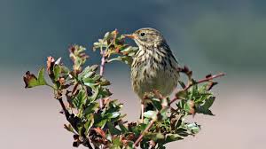 Attēlu rezultāti vaicājumam “Anthus trivialis”