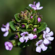 Attēlu rezultāti vaicājumam “Bayeriola thymicola”