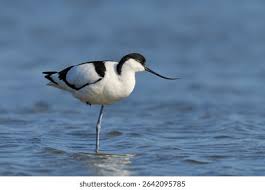 Attēlu rezultāti vaicājumam “Recurvirostra avosetta”