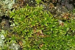 Attēlu rezultāti vaicājumam “Syntrichia papillosa”