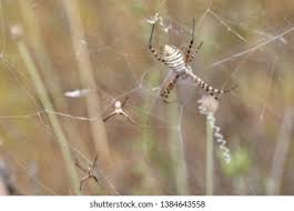 Attēlu rezultāti vaicājumam “Argiope bruennichi female”