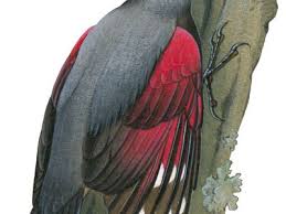 Image result for Tichodroma muraria