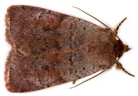 Attēlu rezultāti vaicājumam “Cribraria splendens”