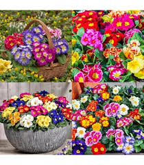 Attēlu rezultāti vaicājumam “Primula x margotae flower”