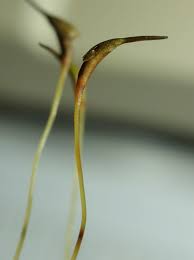 Attēlu rezultāti vaicājumam “Dicranum leioneuron”