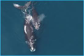 Image result for Eubalaena glacialis