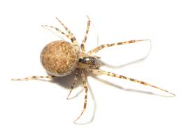 Attēlu rezultāti vaicājumam “Metellina merianae”