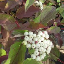 Attēlu rezultāti vaicājumam “Cornus sericea fruit”