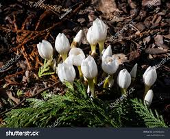 Attēlu rezultāti vaicājumam “Colchicum szovitsii subsp. szovitsii flower”