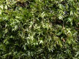 Attēlu rezultāti vaicājumam “Plagiothecium sp.”