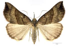 Attēlu rezultāti vaicājumam “Hypena proboscidalis”