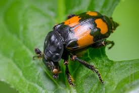 Attēlu rezultāti vaicājumam “Nicrophorus investigator imago”