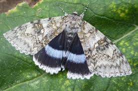 Attēlu rezultāti vaicājumam “Catocala fraxini”