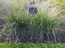 Attēlu rezultāti vaicājumam “Nardus stricta fruit”