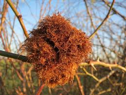 Attēlu rezultāti vaicājumam “Diplolepis rosae”