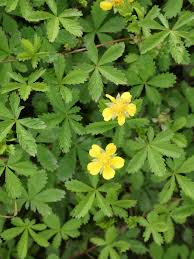 Attēlu rezultāti vaicājumam “Potentilla reptans flower”