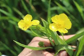 Attēlu rezultāti vaicājumam “Ranunculus lingua bud”