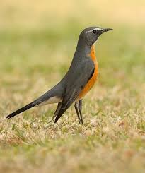 Image result for Irania gutturalis