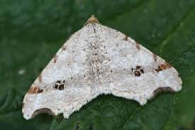 Attēlu rezultāti vaicājumam “Macaria alternata”