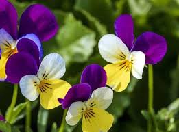 Image result for Viola cornuta