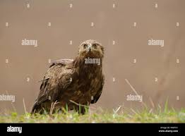 Attēlu rezultāti vaicājumam “Aquila pomarina adult”