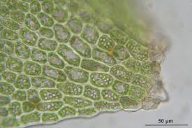 Attēlu rezultāti vaicājumam “Tritomaria exsecta”