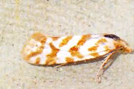 Attēlu rezultāti vaicājumam “Aethes margaritana”