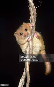 Attēlu rezultāti vaicājumam “Muscardinus avellanarius”