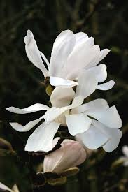 Attēlu rezultāti vaicājumam “Magnolia kobus flower”