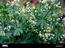 Attēlu rezultāti vaicājumam “Galium schultesii fruit”