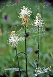 Attēlu rezultāti vaicājumam “Phyteuma spicatum fruit”
