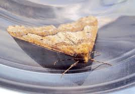 Attēlu rezultāti vaicājumam “Erannis defoliaria larva”