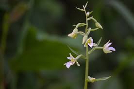 Attēlu rezultāti vaicājumam “Epipactis palustris leaf”