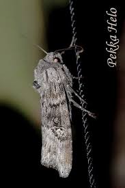 Attēlu rezultāti vaicājumam “Lithomoia solidaginis”