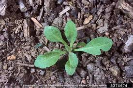 Attēlu rezultāti vaicājumam “Capsella bursa-pastoris bud”