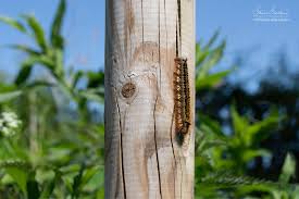 Attēlu rezultāti vaicājumam “Euthrix potatoria cocoon”