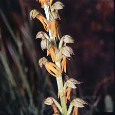 Attēlu rezultāti vaicājumam “Orchis mascula bud”