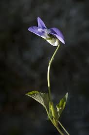 Attēlu rezultāti vaicājumam “Viola collina”