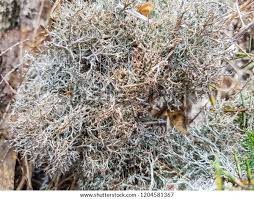 Attēlu rezultāti vaicājumam “Cladonia ciliata”
