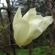 Attēlu rezultāti vaicājumam “Magnolia acuminata flower”