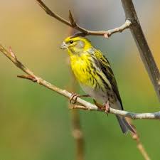 Image result for Serinus serinus