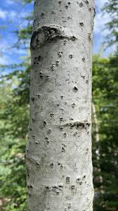 Attēlu rezultāti vaicājumam “Populus alba Nivea”