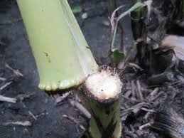 Attēlu rezultāti vaicājumam “Diderma radiatum stalked”