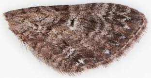 Attēlu rezultāti vaicājumam “Eupithecia pusillata”