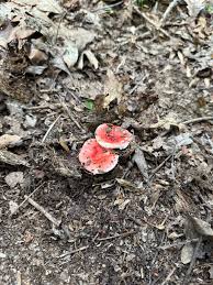 Attēlu rezultāti vaicājumam “Lycogala succineum macro”