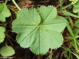 Attēlu rezultāti vaicājumam “Alchemilla vulgaris aggr. leaf”