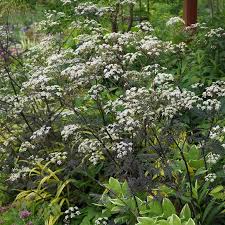 Attēlu rezultāti vaicājumam “Anthriscus sylvestris”