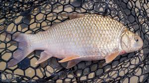 Image result for Carpiodes cyprinus