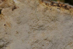 Attēlu rezultāti vaicājumam “Porotheleum fimbriatum”